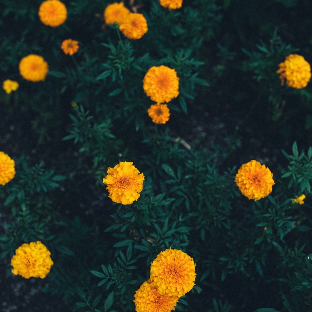 Meet your Posher, Tanvi